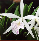 Nanipuakea 'Dogashima'